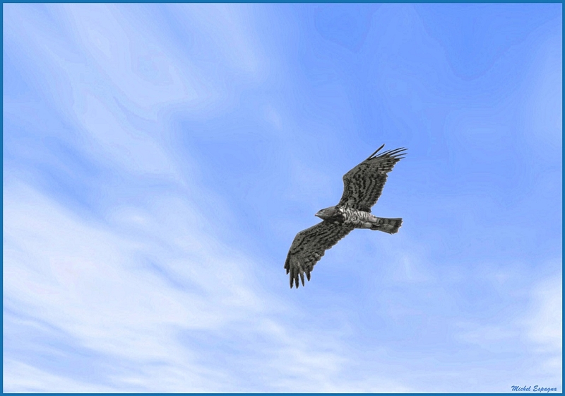 Circaète jean le blanc.jpg